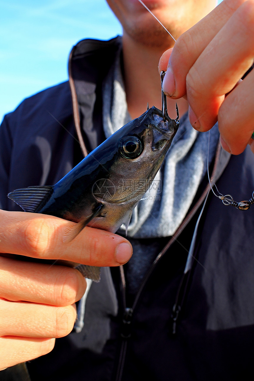鱼钩上的鱼食物单线钓鱼椴树图片