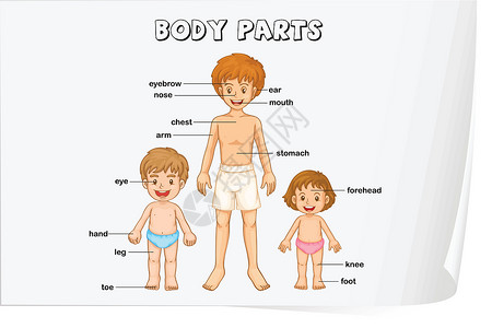 身体儿童身体的一部分海报学校教育男人生理绘画腹部插图膝盖孩子设计图片