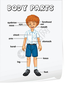 身体儿童身体的一部分躯干手臂卡通片标签学校工作幼儿园腹部耳朵学习设计图片