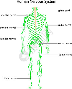 坐骨人体神经系统男人男性绳索工作身体横截面图表大脑腰椎标签插画