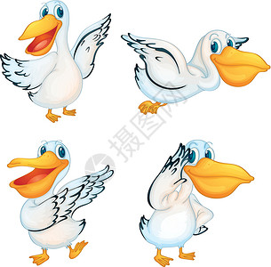 鸟脚鹈鹕系列团体橙子艺术海洋账单微笑白色鸟类眼睛羽毛设计图片