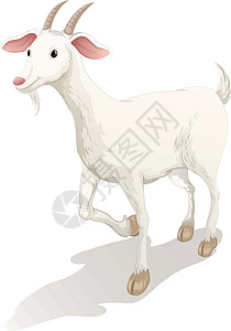 山羊农场孩子胡子农家院动物白色草图哺乳动物牛角卡通片背景图片