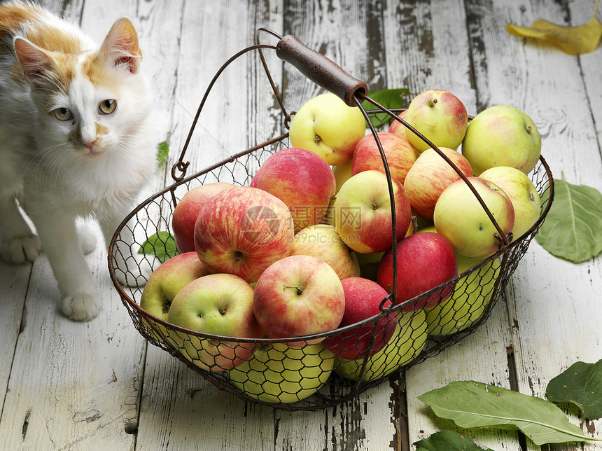 苹果篮和猫图片