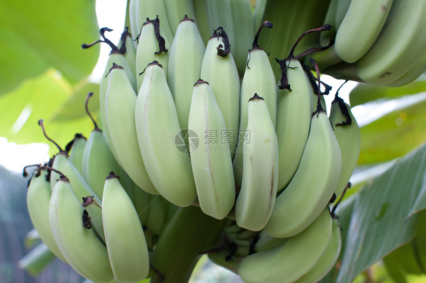 香蕉植物学植物植物群食物黄色绿色插图森林热带叶子图片