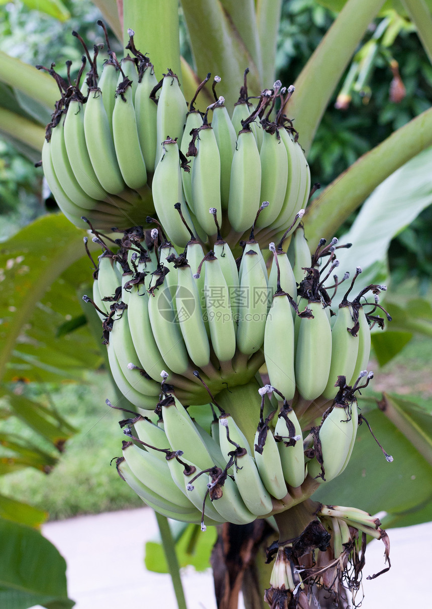 香蕉插图黄色热带森林绿色植物气候叶子植物群植物学图片