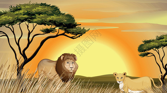 平原日落和树老虎和狮子荒野母狮母亲父亲场景捕食者大草原绘画男性日出设计图片