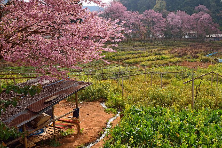 喜马拉雅樱桃丙烯在T区开花蓝色亚科木头场景荒野传奇植物红斑季节天空图片
