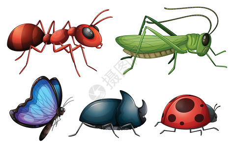 飞行瓢虫各种昆虫和虫虫设计图片