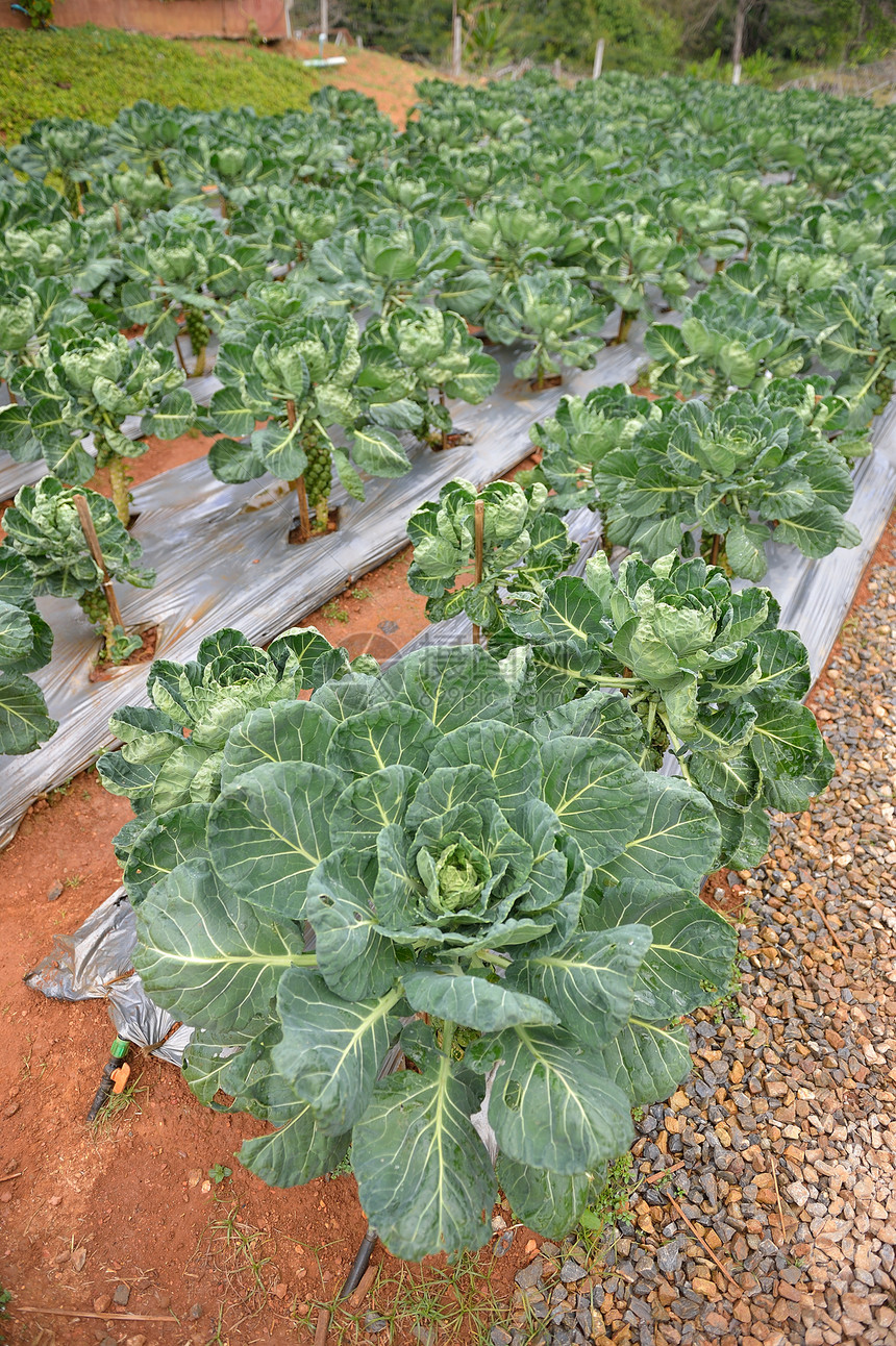 皇家项目花园蔬菜地 植物农田季节园艺卷曲紫色阴谋农场芸苔叶子图片