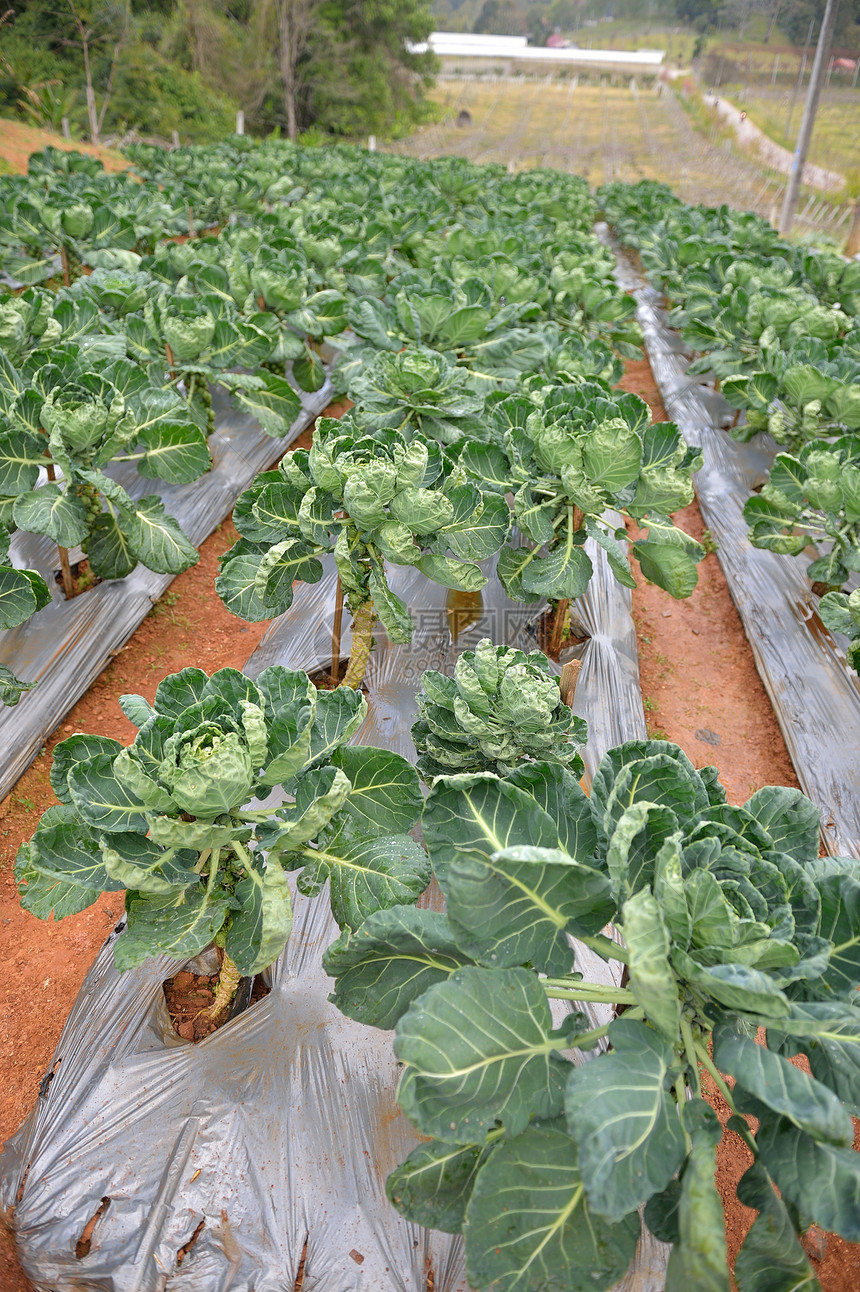 皇家项目花园蔬菜地 季节食物生长紫色农场叶子植物芸苔生产栽培图片