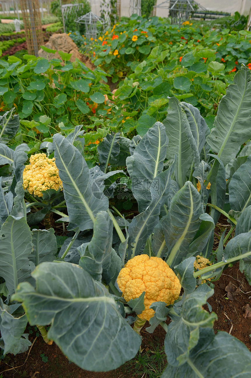 皇家项目花园蔬菜地 叶子产品紫色卷曲农田生长栽培芸苔季节植物图片