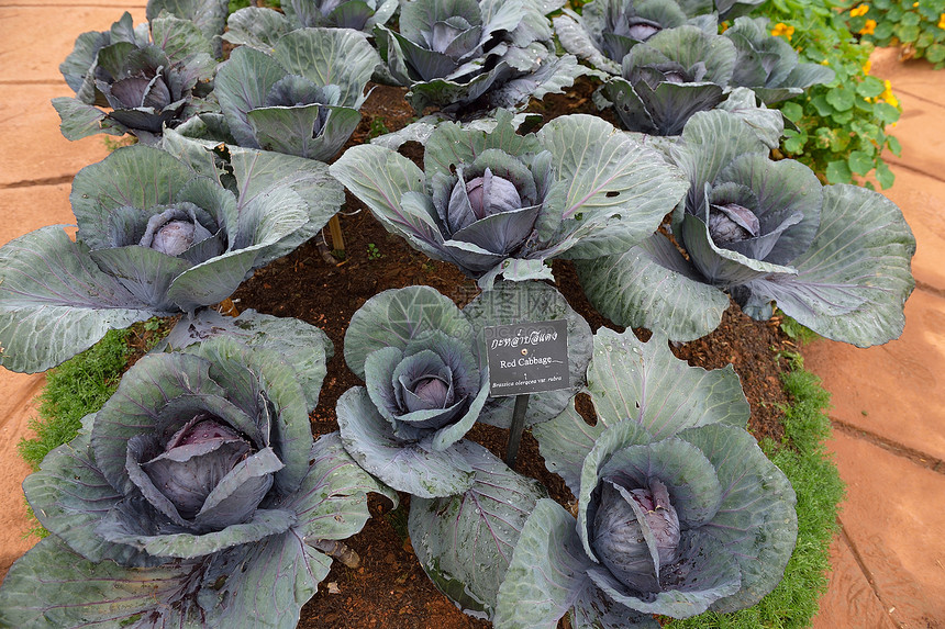 皇家项目花园蔬菜地 栽培季节紫色农场卷曲芸苔植物叶子园艺食物图片