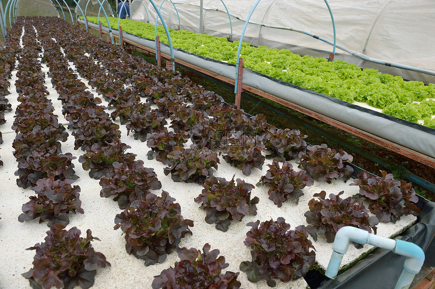 泰拉清迈皇家项目水养农场蔬菜紫色季节食物芸苔植物卷曲栽培生长阴谋图片