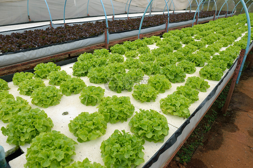 泰拉清迈皇家项目水养农场产品植物生产农田芸苔蔬菜食物紫色卷曲园艺图片