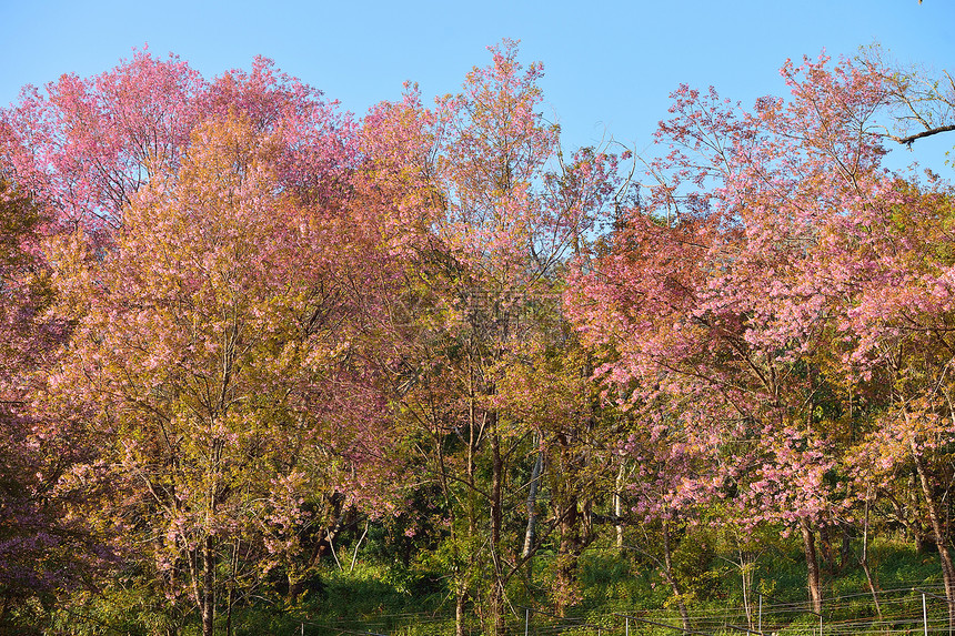 野生喜马拉雅樱桃 Doi Inth省王坤生长蜡质植物群樱花花园天空蓝色花瓣叶子植物学图片