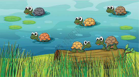 河里一群海龟高清图片