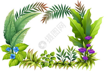观赏植物植物和鲜花鹦鹉边界环境绘画剪贴多叶蓝色装饰品紫色花蜜插画