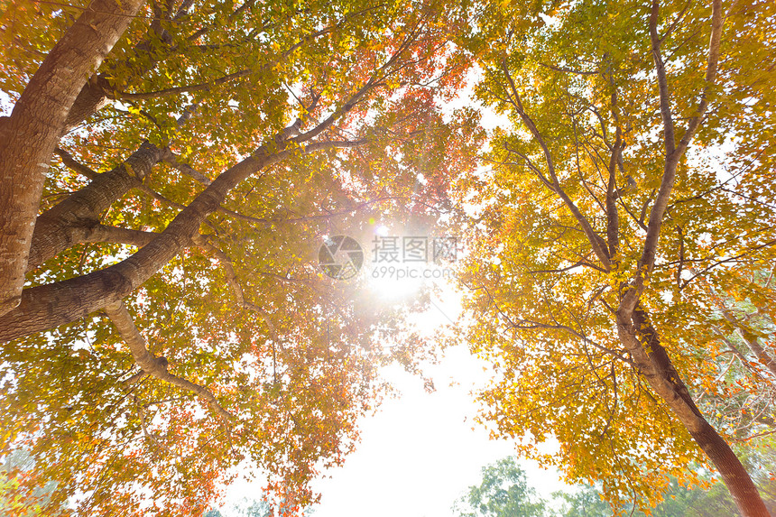 秋树背景季节性秋光变化转变季节颜色树枝天空树叶树木图片