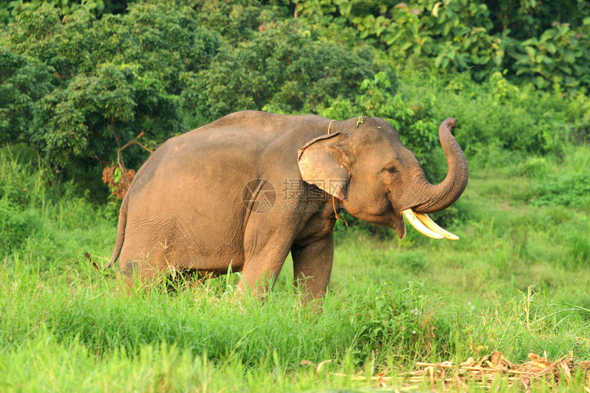 在泰国北部的自然环境中 大象是亚洲大象自由野生动物热带雨林森林热带母亲树干植物人脸冒险图片