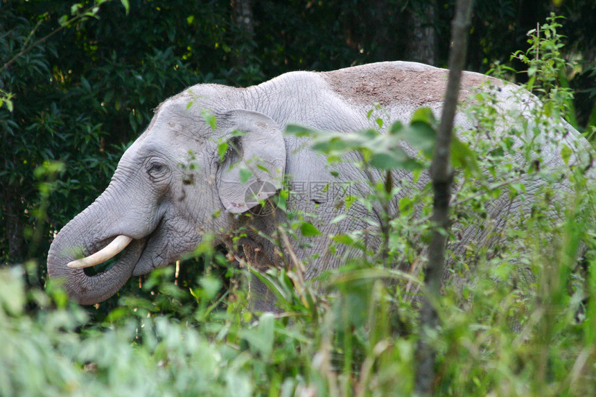 塔伊兰热带森林中的象象象大象绿色女性树干力量冒险丛林动物哺乳动物食草荒野图片