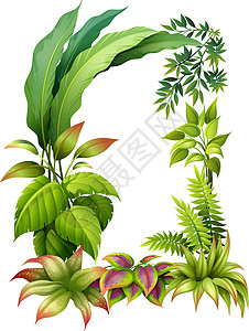 叶柄多叶植物装饰品静脉植物群心形生活树叶蕨类异国绘画热带插画