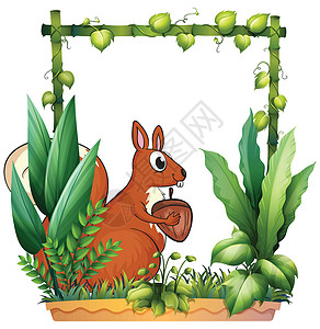 目镜罩松鼠和坚果树叶食物藤蔓蕨类眼睛绘画植物竹子牙齿陷害插画