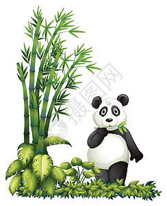 熊猫竹子素材熊猫吃东西设计图片