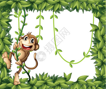 猴子边框叶状的猴子插画