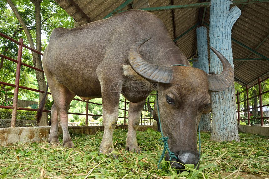 泰国水牛场地荒野池塘哺乳动物小屋文化动物群工作肌肉热带图片