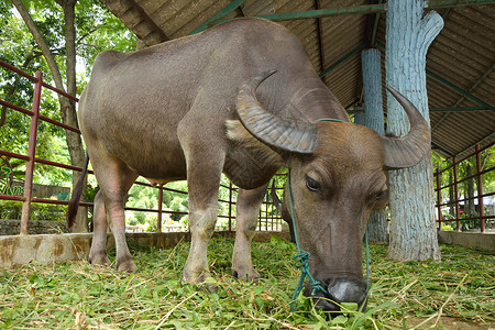 农场工人小屋泰国水牛场地荒野池塘哺乳动物小屋文化动物群工作肌肉热带背景