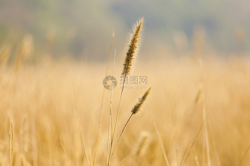小麦田背景粮食收成生长农村耳朵场地场景农场收获植物图片