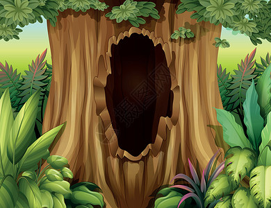 树上一棵有洞的大树干背景图片