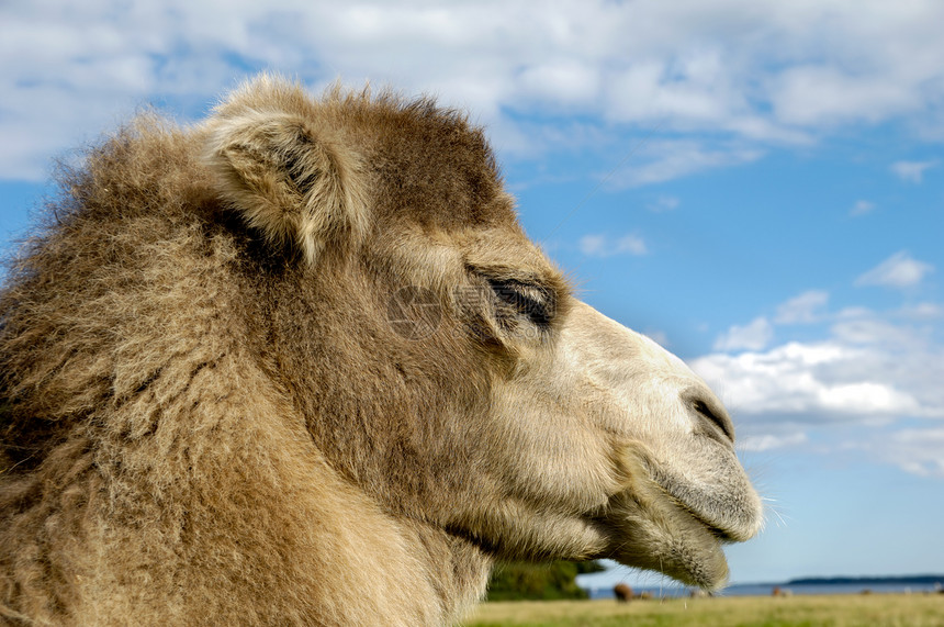 骆驼脸棕色野生动物单峰哺乳动物荒野动物园运输动物图片