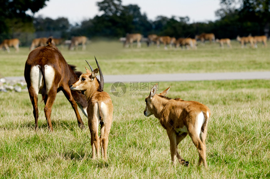 羚羊正站在绿草上绿色婴儿场地女性警报团体哺乳动物夫妻食草动物图片