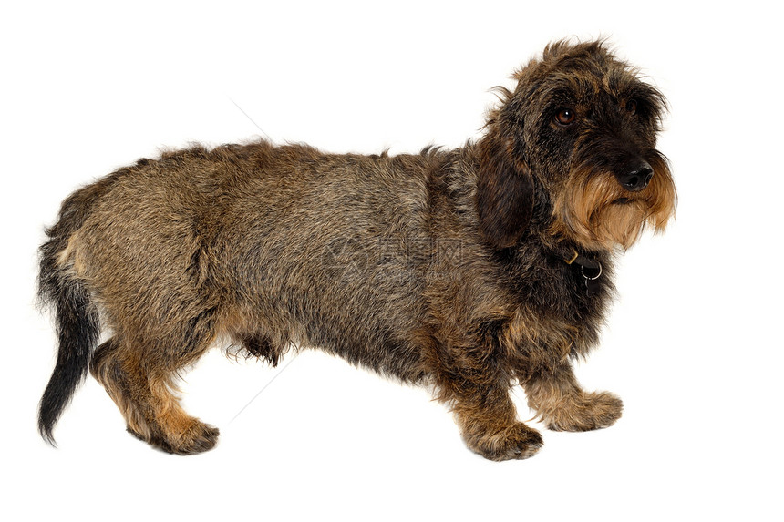 白色背景的Dachshund狗黑色朋友生物动物世俗警报棕色宠物犬类图片