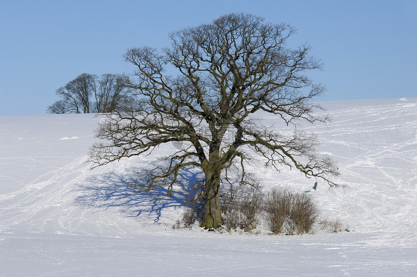 冬天在山上树上阳光天空冻结乡村季节树木孤独爬坡分支机构风景图片