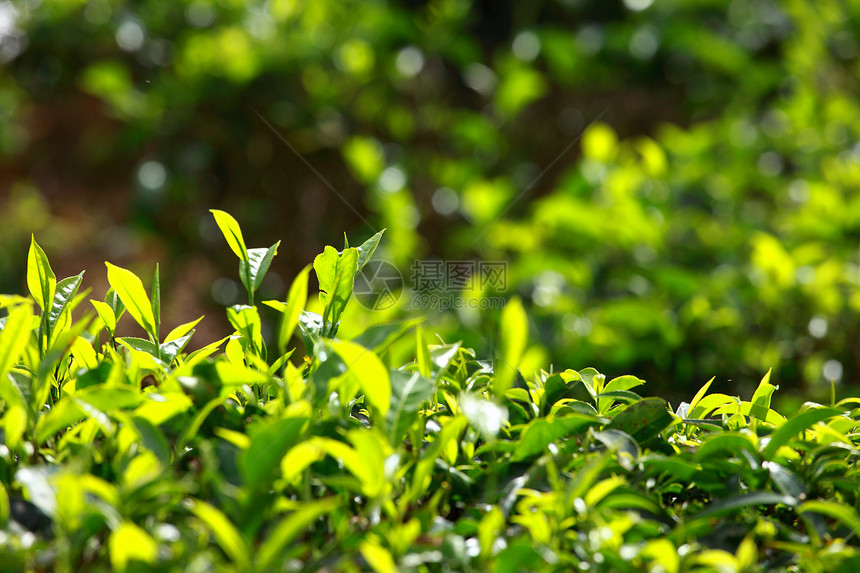 绿色茶叶种植园景观 印度喀拉拉邦Munnar场地爬坡蓝色村庄热带季节衬套环境农场植物图片