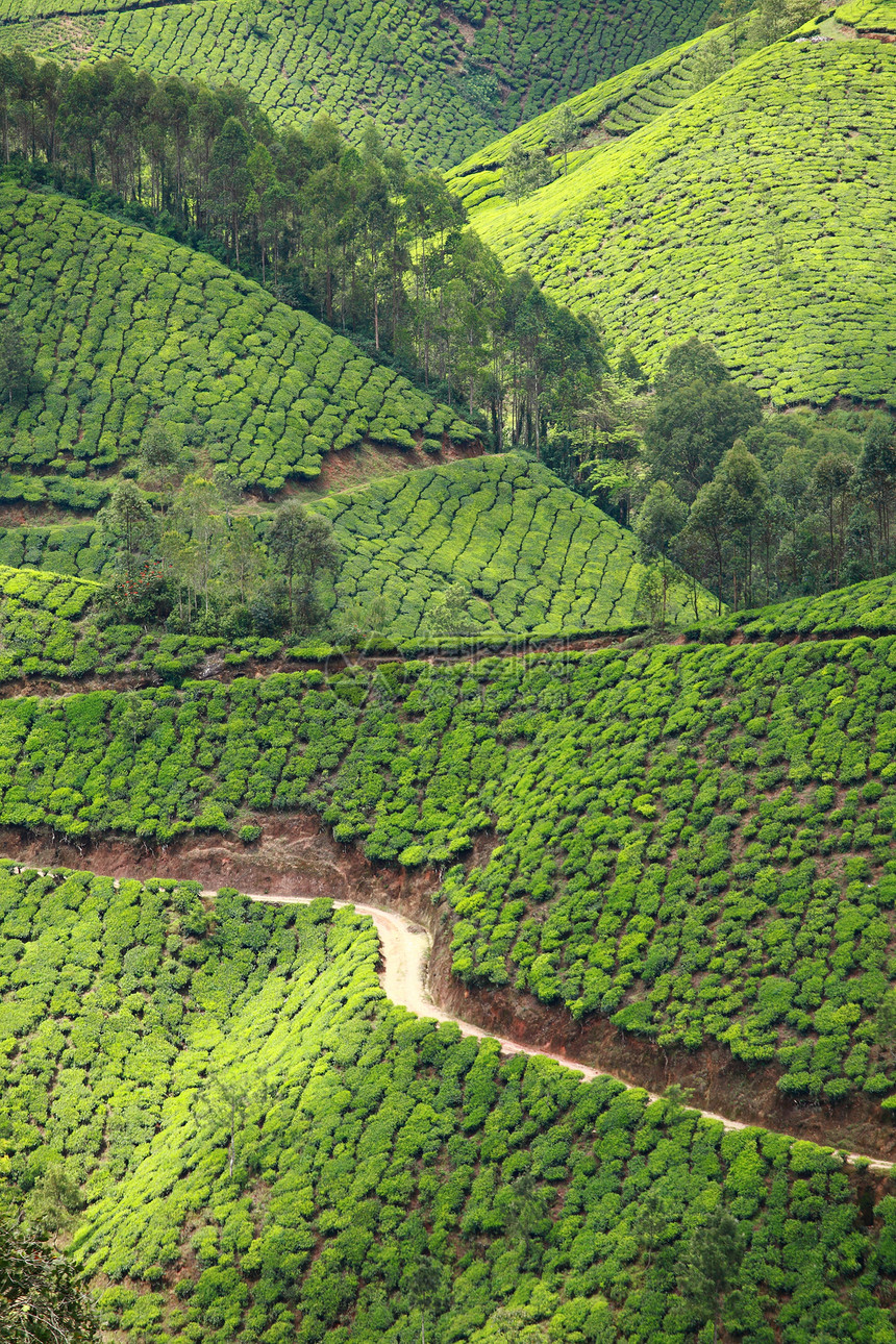 绿色茶叶种植园景观 印度喀拉拉邦Munnar蓝色叶子财产热带农场村庄阳台环境旅游场地图片