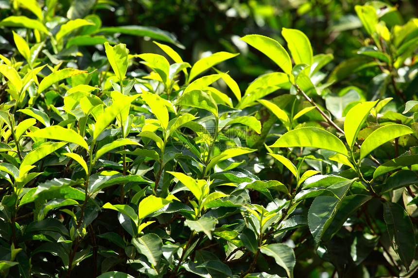绿色茶叶种植园景观 印度喀拉拉邦Munnar草地农场土地花园农村天空场景生长植物热带图片