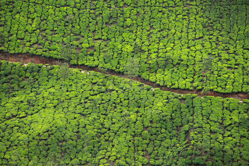 绿色茶叶种植园景观 印度喀拉拉邦Munnar农村旅行场地情调农田季节衬套异国栽培叶子图片