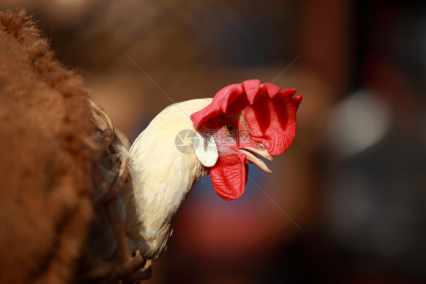 印度本地市场笼子里的白公鸡鸡冠农场男性脚鸡公鸡家畜羽毛家禽波峰栅栏图片
