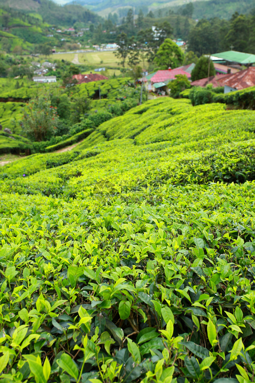 绿色茶叶种植园景观 印度喀拉拉邦Munnar土地栽培场景叶子农田植物爬坡财产高地风景图片