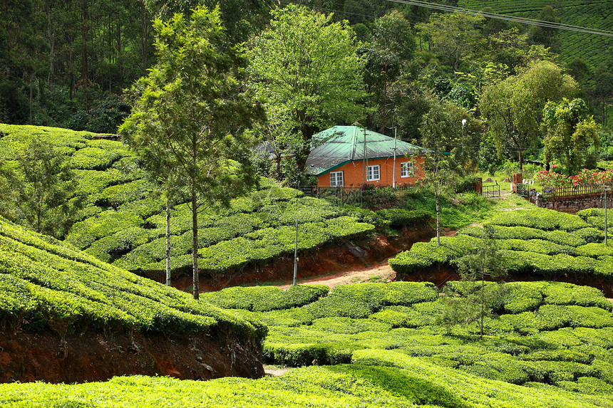 绿色茶叶种植园景观 印度喀拉拉邦Munnar植物财产生长场地村庄爬坡旅行农场环境叶子图片