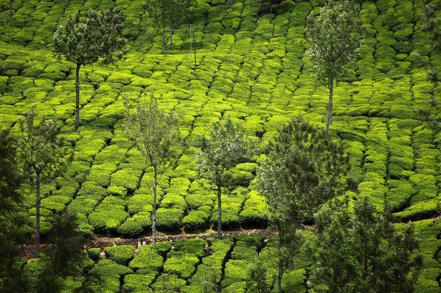 绿色茶叶种植园景观 印度喀拉拉邦Munnar农业天空叶子场地季节环境村庄农田蓝色财产图片