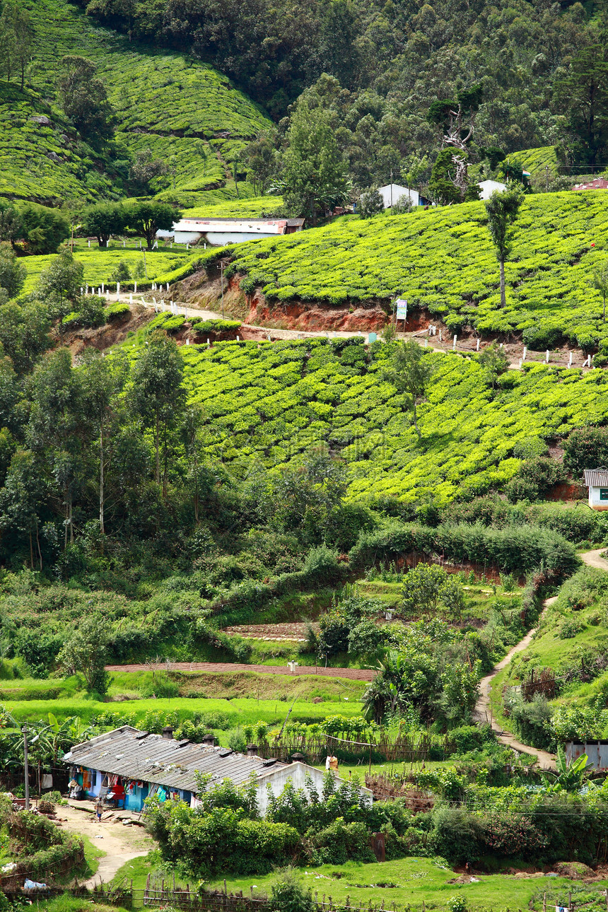 绿色茶叶种植园景观 印度喀拉拉邦Munnar财产阳台农业热带环境村庄衬套农场农田高地图片