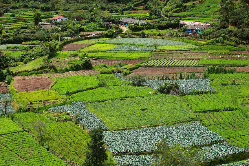 绿色茶叶种植园景观 印度喀拉拉邦Munnar文化天空农田植物生长爬坡叶子财产农场旅游图片