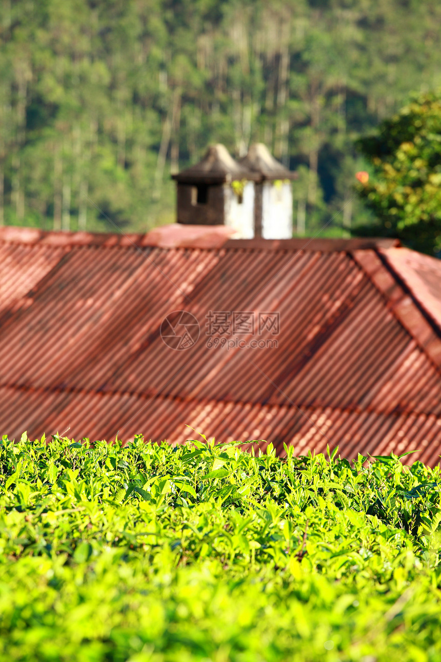 绿色茶叶种植园景观 印度喀拉拉邦Munnar高地生长蓝色阳台农场旅游文化天空植物旅行图片