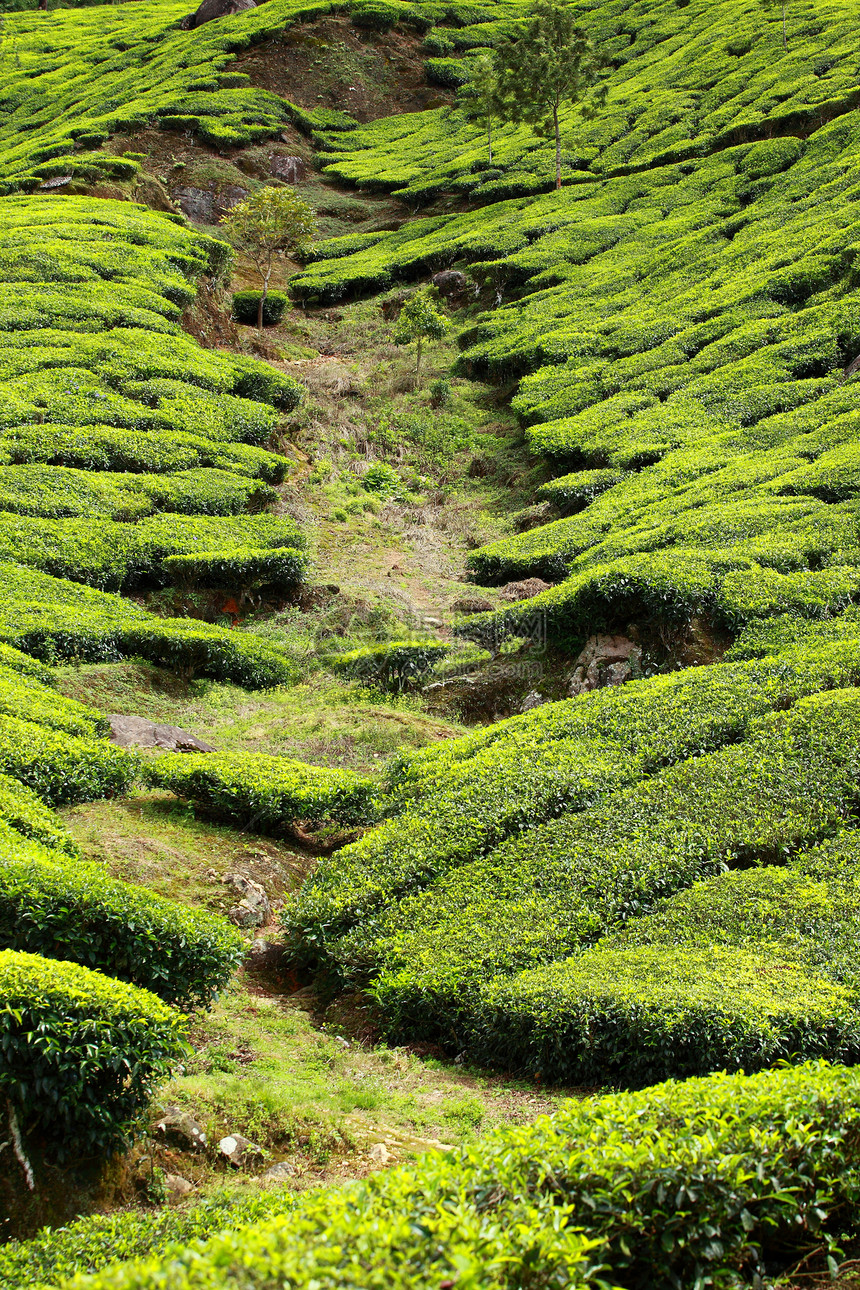 绿色茶叶种植园景观 印度喀拉拉邦Munnar季节高地场地叶子环境蓝色植物农场热带财产图片