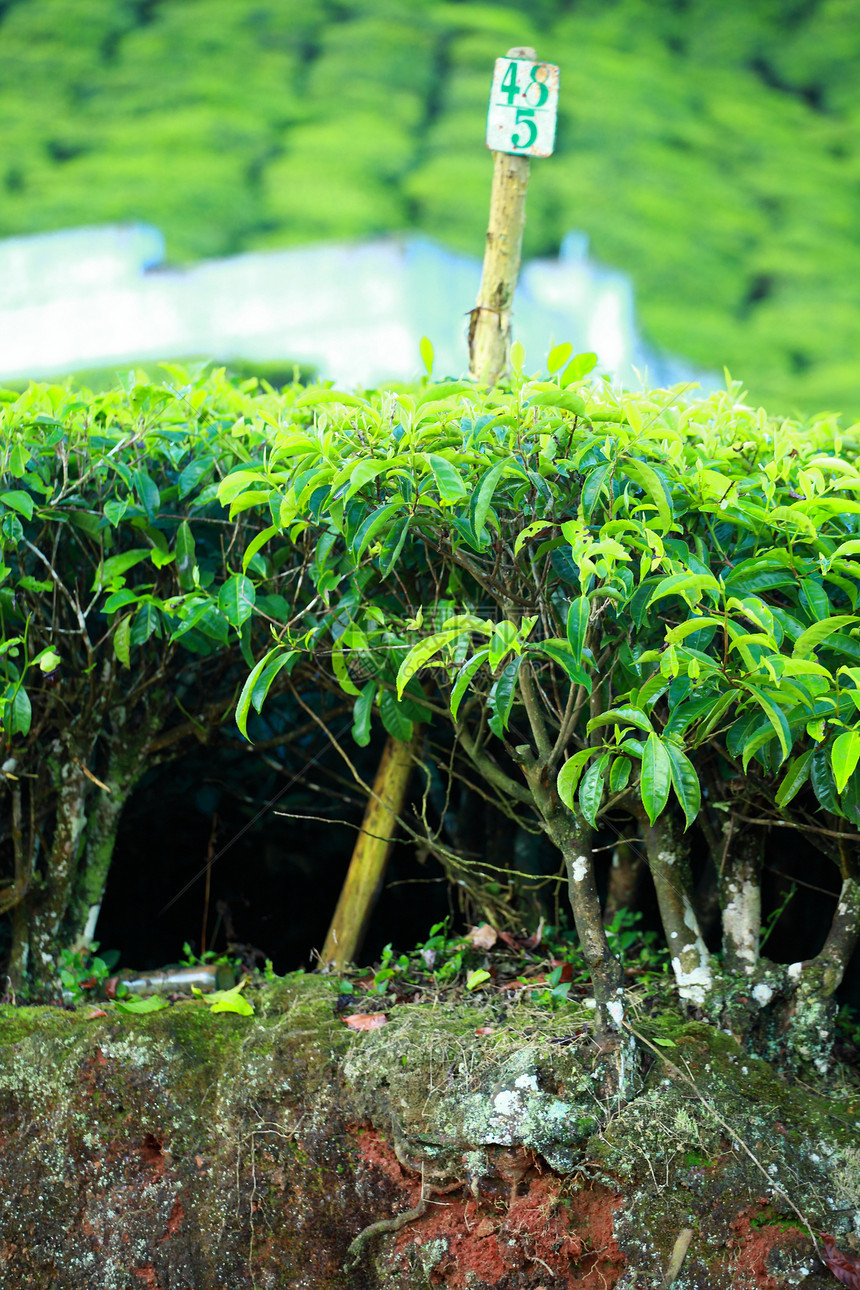 绿色茶叶种植园景观 印度喀拉拉邦Munnar天空场地栽培农场季节农业热带村庄财产叶子图片