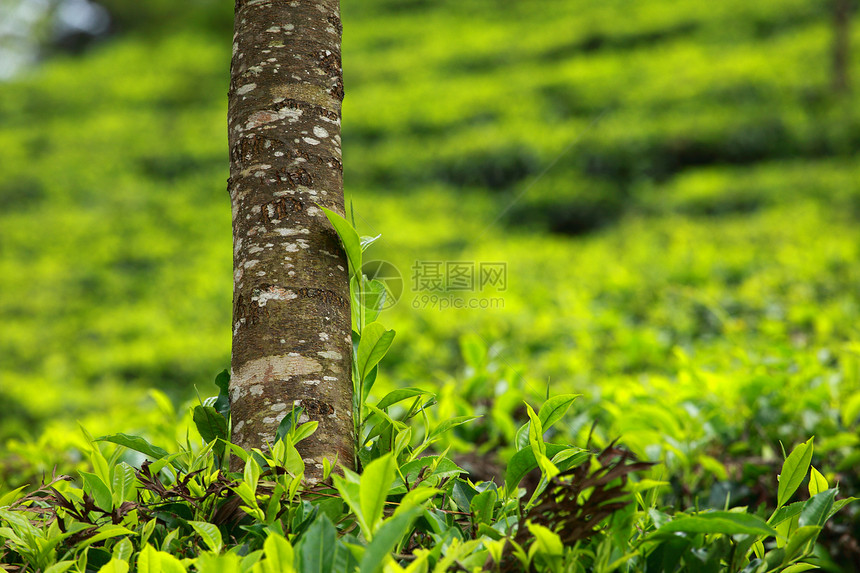 绿色茶叶种植园景观 印度喀拉拉邦Munnar财产植物收获热带生长阳台异国季节环境旅行图片